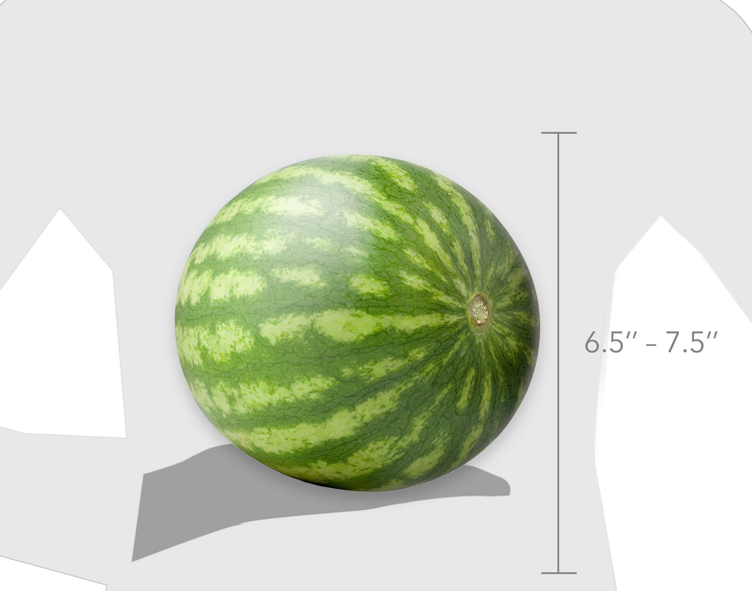 Fresh Mini Seedless Watermelon, Each